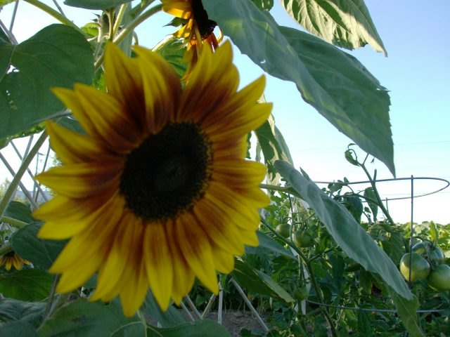 A sunflower above tomato plants at the Victoria Park Community Garden