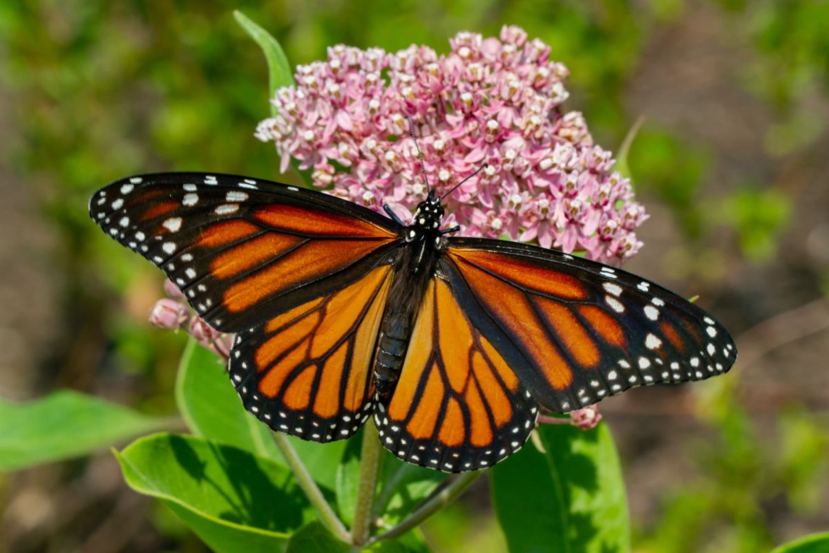 A monarch butterfly with its wings open on a pink milkweed flower