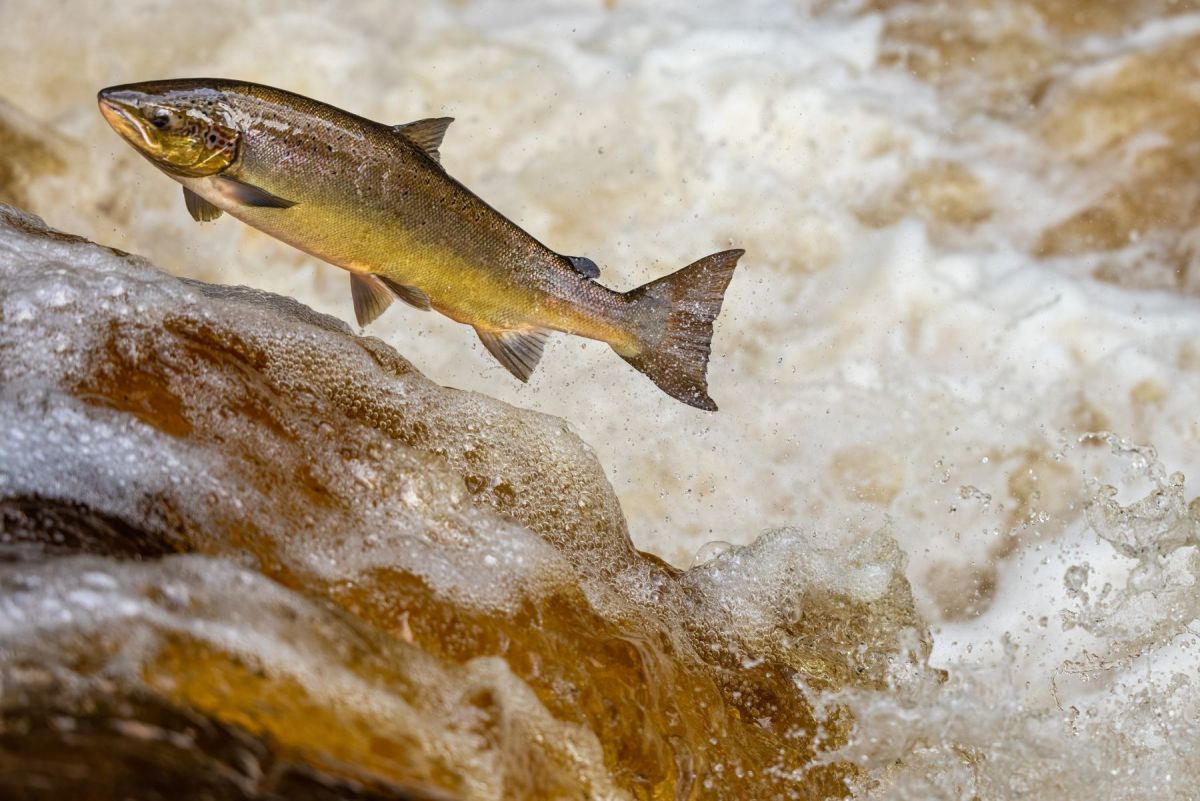 A salmon leaping up a rushing river